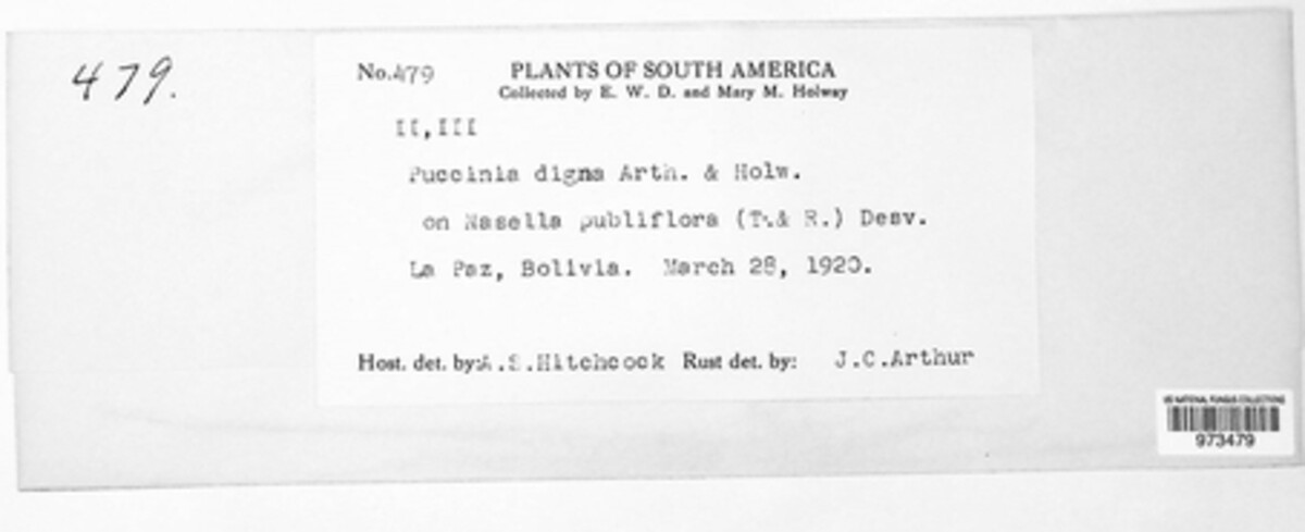 Puccinia digna image